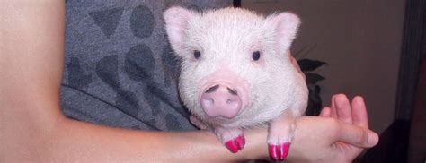 pig toenails are similar to human